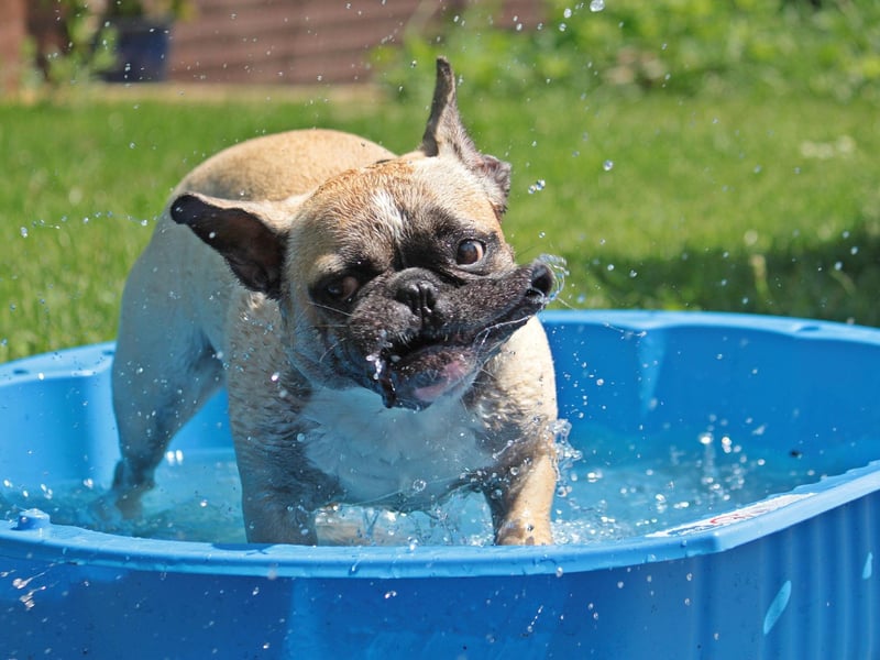 Meaning 'beautiful' in several languages - including Italian, Spanish, Greek and Portuguese' - it's no wonder Bella is such a popular name with Frenchie owners.
