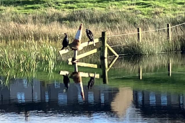 Cormorants resting along the Forth and Clyde Canal near Falkirk. Pic: J Christie