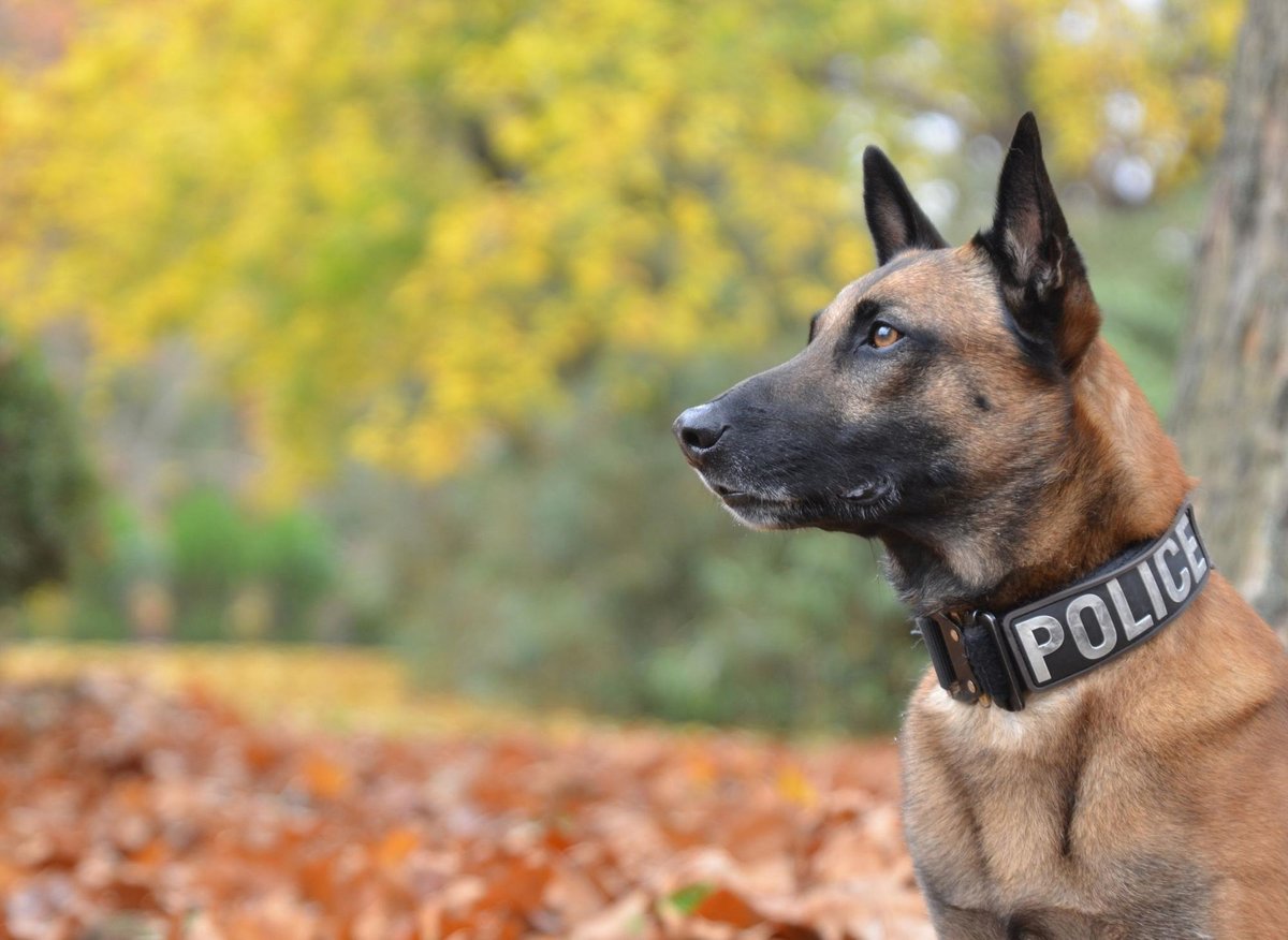The 10 breeds of adorable doggo that make the best police dogs – including the loving Labrador The 10 breeds of adorable doggo that make the best police dogs – including the loving Labrador