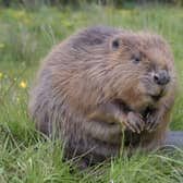 A new NatureScot survey reveals that beaver numbers have more than doubled in the past three years across Scotland.