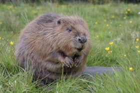 A new NatureScot survey reveals that beaver numbers have more than doubled in the past three years across Scotland.