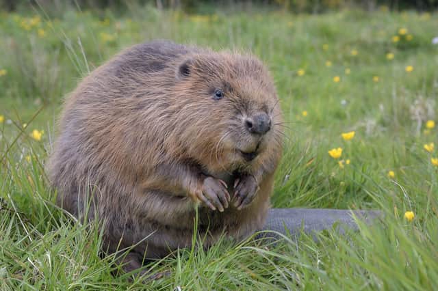 A new NatureScot survey reveals that beaver numbers have more than doubled in the past three years across Scotland.