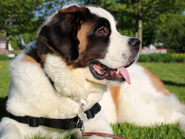 Originally bred to resue people in the Alps, the Saint Bernard is big enough and strong enough to trek through deep snow for miles. Weighing in at up to 91kg they are loyal and make great guard dogs.