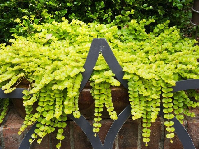 Another plant where the foliage is the star, the creeping jenny provides cascades of bright leaves and is very easy to keep healthy in a window box.