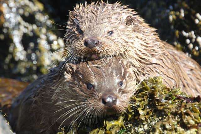 Watching the antics of otters proved a major inspiration for Lawford's journey to wellness