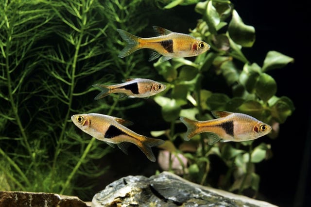 The colourful Harlequin Rasbora is a native of Southeast Asia is a small fish that will form a dazzling school in your aquarium. Get up to 10 of them - they get on well with everyone and are happy to just eat basic fish flakes.