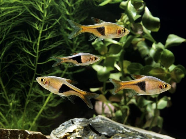 The colourful Harlequin Rasbora is a native of Southeast Asia is a small fish that will form a dazzling school in your aquarium. Get up to 10 of them - they get on well with everyone and are happy to just eat basic fish flakes.