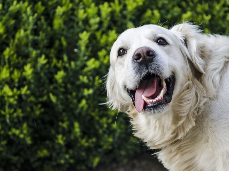 Golden Retrievers are intelligent and outgoing, making them extremely popular both as pets and service dogs. But given how amiable and well-mannered they are, they’re a great addition to an office environment. That warming smile will keep the morale high whilst having an occasional nose ‘boop’ here and there too. They’re prone to heavy shedding in the warmer months, so if you’re bringing yours to work, make sure to give them a good brush before arriving.