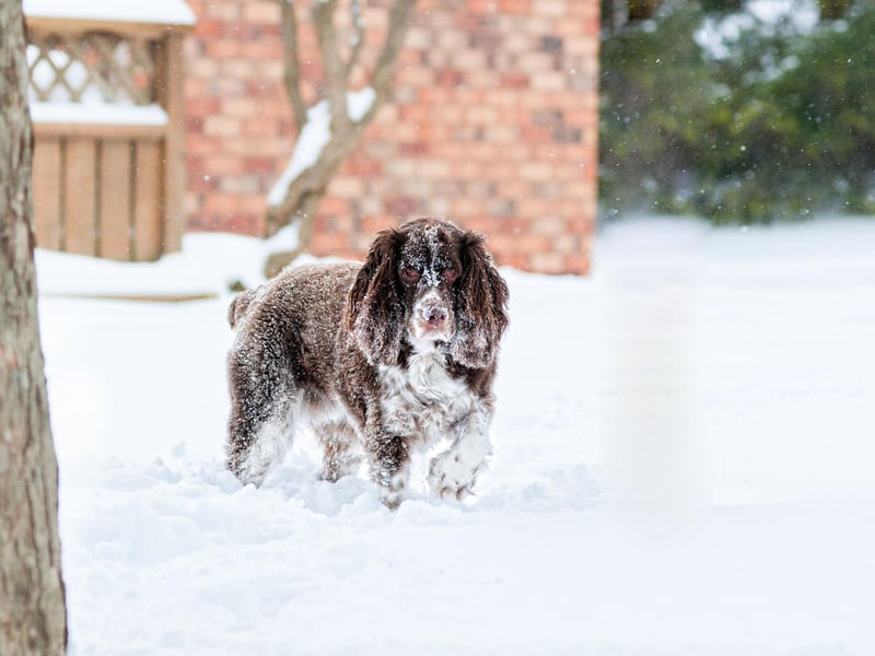 The most popular dog name in the UK across all breeds is also one of the top choices for Springer Spaniels. Luna is a Latin name meaning 'moon'.
