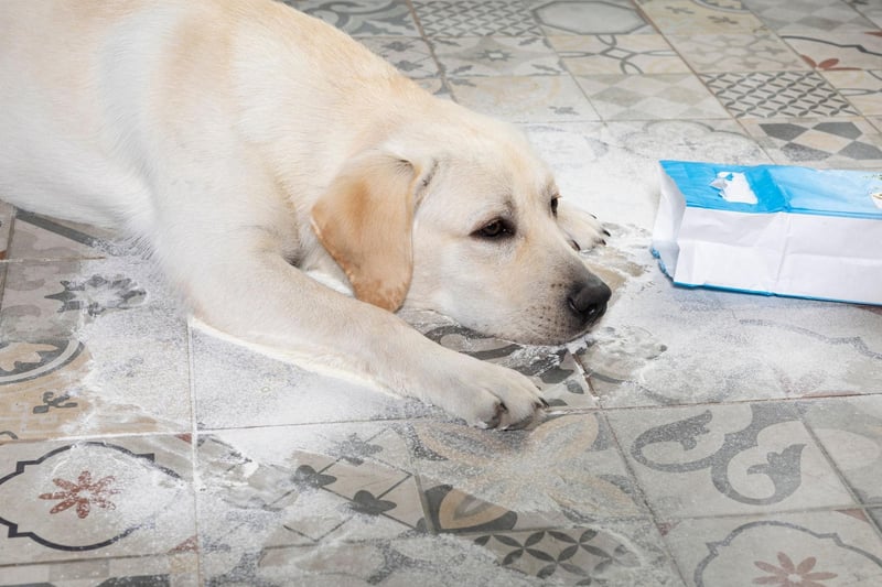 The Labrador Retriever is the UK's most popular breed of dog but, as anybody who has ever owned one will know, they also have the potential to be the naughtiest. It's difficult to stay angry at them for long though, because they are adorable and always seem very sorry...before they do it again.