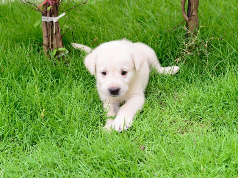 Labs are one of the most talented swimmers in the dog kingdom, making every trip to the beach or a river an entertaining adventure. It's an attribute that dates back to their days retrieving fishing nets - they even have webbed feet to help power them through the water.