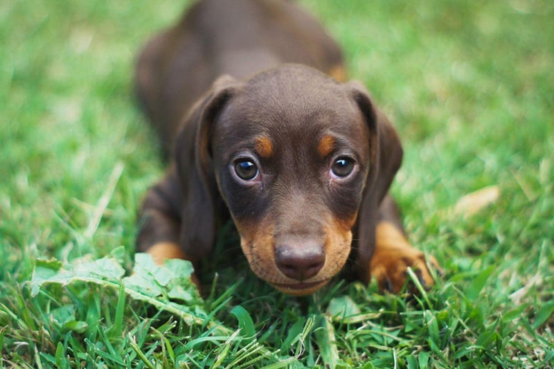 Luna is top dog when it comes to female puppy names. The name is Latin for moon and Luna was a moon goddess in Roman mythology.