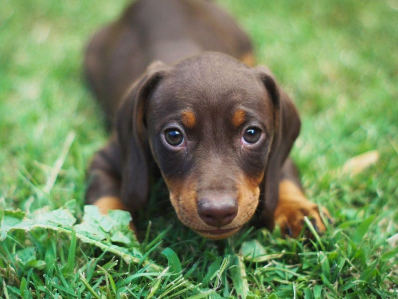 Luna is top dog when it comes to female puppy names. The name is Latin for moon and Luna was a moon goddess in Roman mythology.
