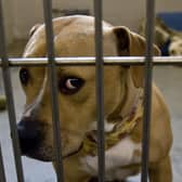 Dog thefts can be heartbreaking for all involved (Picture: David Paul Morris/Getty Images)