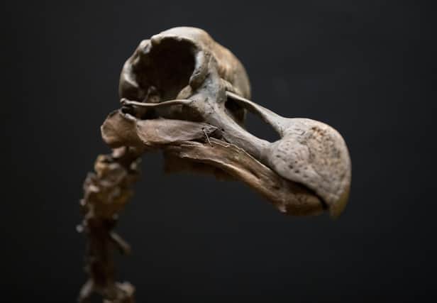 Humans need to stop sending species to meet the same fate as the long-extinct dodo (Picture: Andrew Matthews/PA Wire)