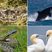 Some of the spectacular wildlife that can be seen in Scotland during May.