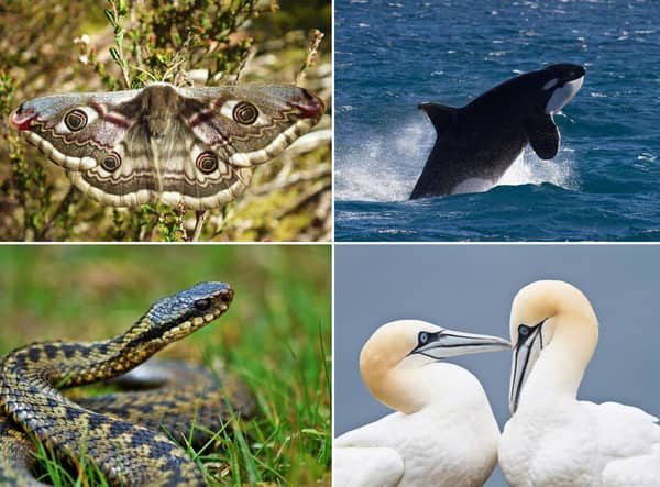 Some of the spectacular wildlife that can be seen in Scotland during May.
