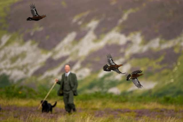 Grouse shooting is an important part of the rural economy (Picture: Jeff J Mitchell/Getty Images)