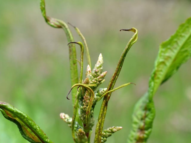 Another noxious weed, the curled dock, has distinctive curly leaves and spikes of small yellow flowers. It can spread quickly and is a flexible weed. Fines of up to £2,500 can be given for allowing it to grow on your property.
