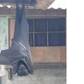 The picture has had people freaking out on social media (Photo: @AlexJoestar622)