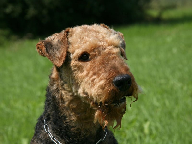 Five dog breeds have won four Best in Show titles - the first of which is the Airedale Terrier.