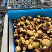 Stewarts of Tayside said its new vegetable handling machinery will see a 25 per cent increase in the tonnage of swedes it is able to wash and package.