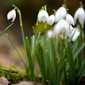 Snowdrops come into bloom in the grounds of Cambo House at Kingsbarns, Fife (Picture: Jeff J Mitchell/Getty Images)