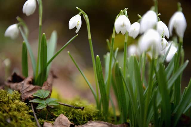 Snowdrops come into bloom in the grounds of Cambo House at Kingsbarns, Fife (Picture: Jeff J Mitchell/Getty Images)
