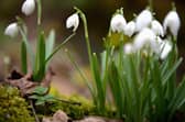 Snowdrops come into bloom in the grounds of Cambo House at Kingsbarns, Fife (Picture: Jeff J Mitchell/Getty Images)