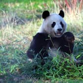 Edinburgh Zoo: Giant pandas to stay at Edinburgh Zoo for another two years