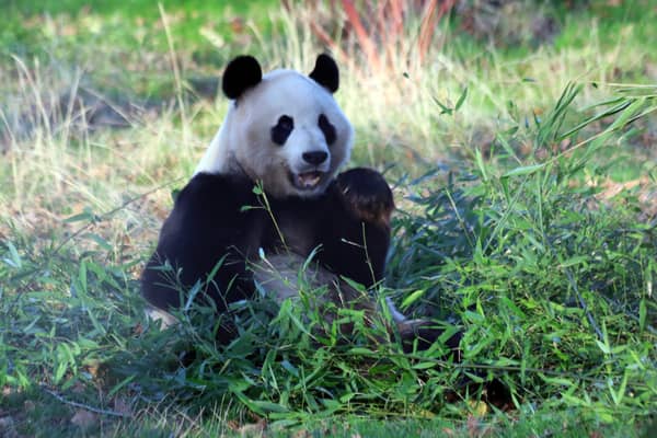 Edinburgh Zoo: Giant pandas to stay at Edinburgh Zoo for another two years