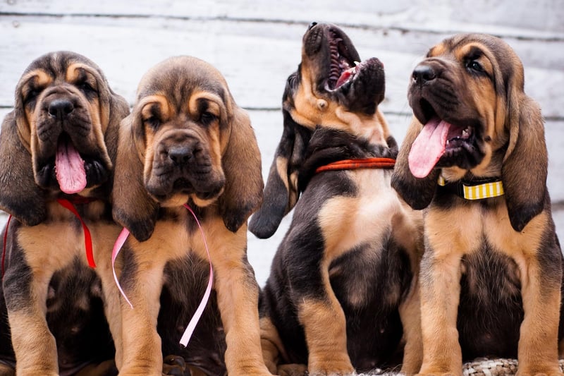 El subcampeón mundial de nombres de perros machos es Charlie.  Una forma abreviada del nombre Charles, significa 