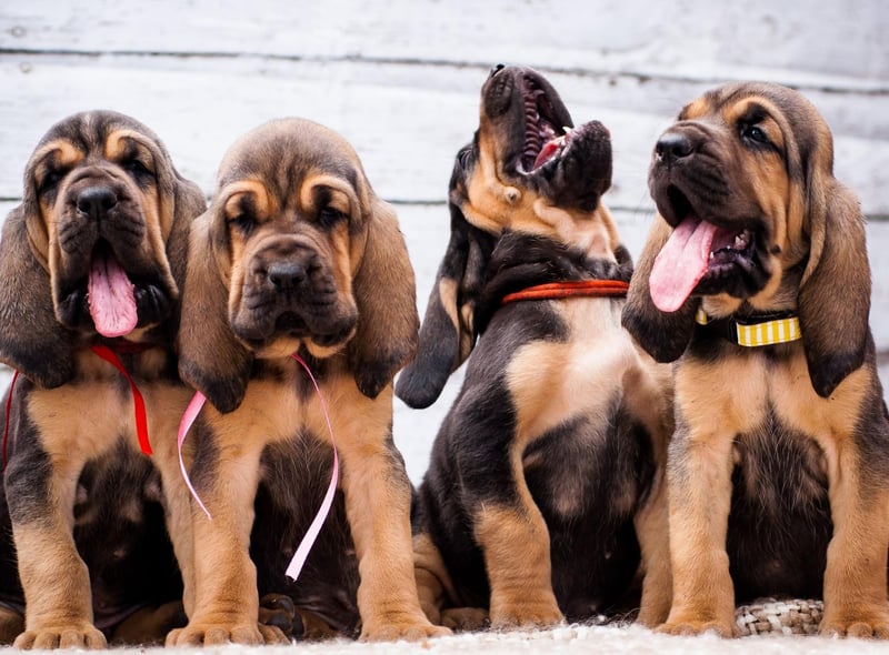 The global runner-up for male dog names is Charlie. A shortened form of the name Charles, it means 'free man' (or dog).