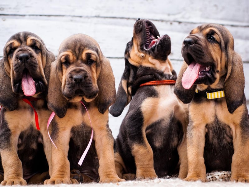 The global runner-up for male dog names is Charlie. A shortened form of the name Charles, it means 'free man' (or dog).