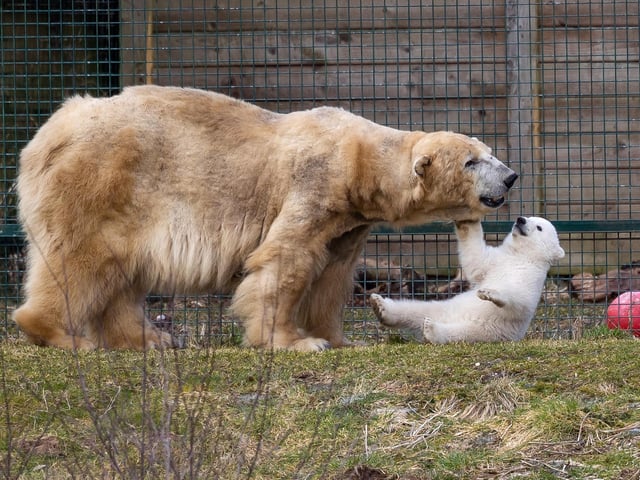 Chances are your wee ones are animal lovers, right? This summer, the Highland Wildlife Park is opening their gates after hours on July 29 at 6:30PM (and closing at 9PM.) This gives visitors even more of an opportunity to see a diverse and beautiful display of wildlife. Tickets for children are £11.50, but all kids under 3 can come in for free. For more information about tickets, check out their website (https://www.highlandwildlifepark.org.uk/events-experiences/afterhours/).