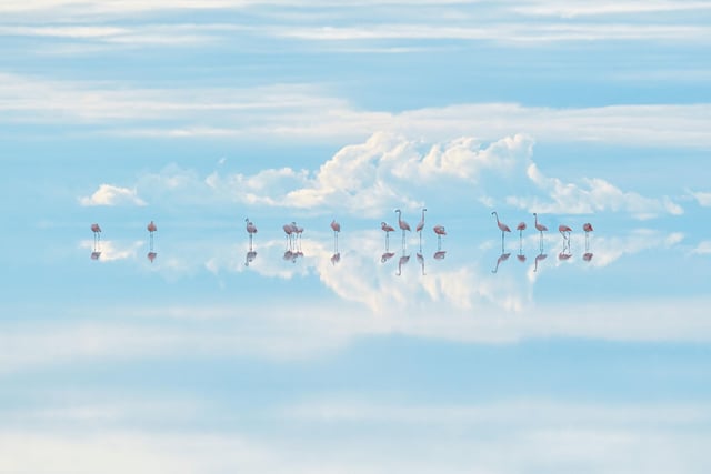 Junji Takasago/Wildlife Photographer of the Year. Heavenly flamingos by Junji Takasago, winner of the Natural Artistry category at the Wildlife Photographer of the Year competition. There were 38,575 entries from 93 countries which were judged on their originality, narrative, technical excellence and ethical practice.