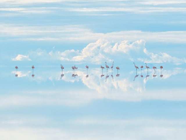 Junji Takasago/Wildlife Photographer of the Year. Heavenly flamingos by Junji Takasago, winner of the Natural Artistry category at the Wildlife Photographer of the Year competition. There were 38,575 entries from 93 countries which were judged on their originality, narrative, technical excellence and ethical practice.