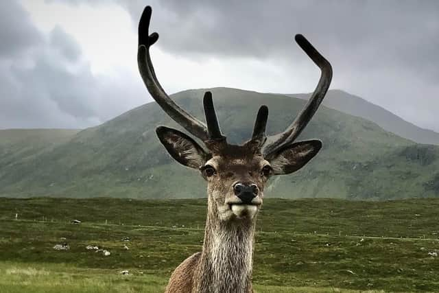 The deer is normally quite friendly and has been known to approach humans.