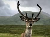 The deer is normally quite friendly and has been known to approach humans.