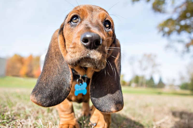If ever there was a dog that doesn't look like it would be aquatic it would have to be the Basset Hound. Their large head, dense bone structure and short legs all count against them. Then there's also those adorable floppy ears that look beautiful but quickly become water logged.