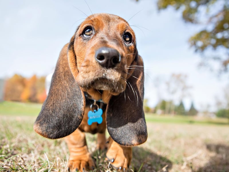 If ever there was a dog that doesn't look like it would be aquatic it would have to be the Basset Hound. Their large head, dense bone structure and short legs all count against them. Then there's also those adorable floppy ears that look beautiful but quickly become water logged.