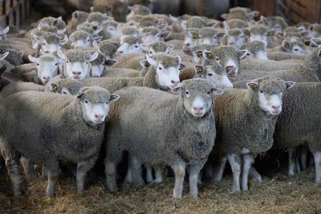 Sheep scabs costs farming millions