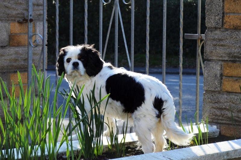 One of the more surprising entries on this list is the King Charles Spaniel. As recently as 2012 over 200 hundred of the big-eyed breed were being registered each year - now it's was down to just 56. They can be distinguished from the similar Cavalier King Charles Spaniel from their slightly smaller size, short muzzle and upturned nose.