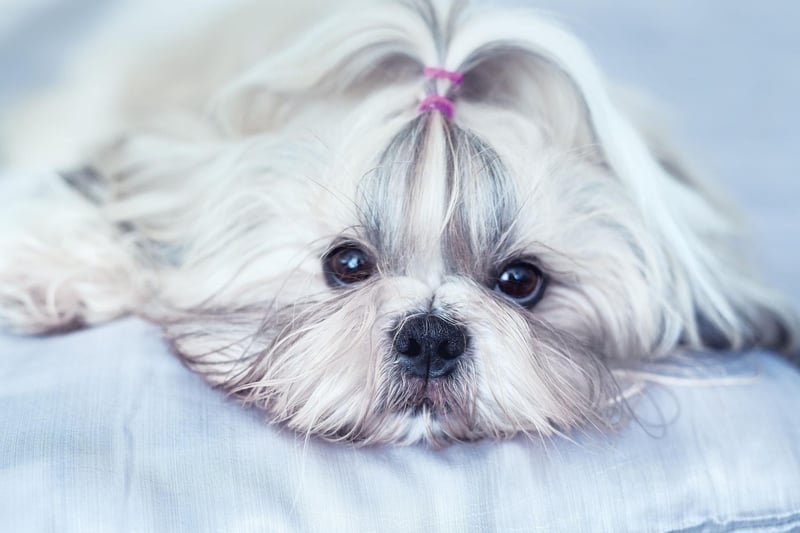Nobody is entirely sure how the Shih Tzu was created. The most popular theory is that it's the result of a cross between the  Pekingese and the Lhasa Apso.