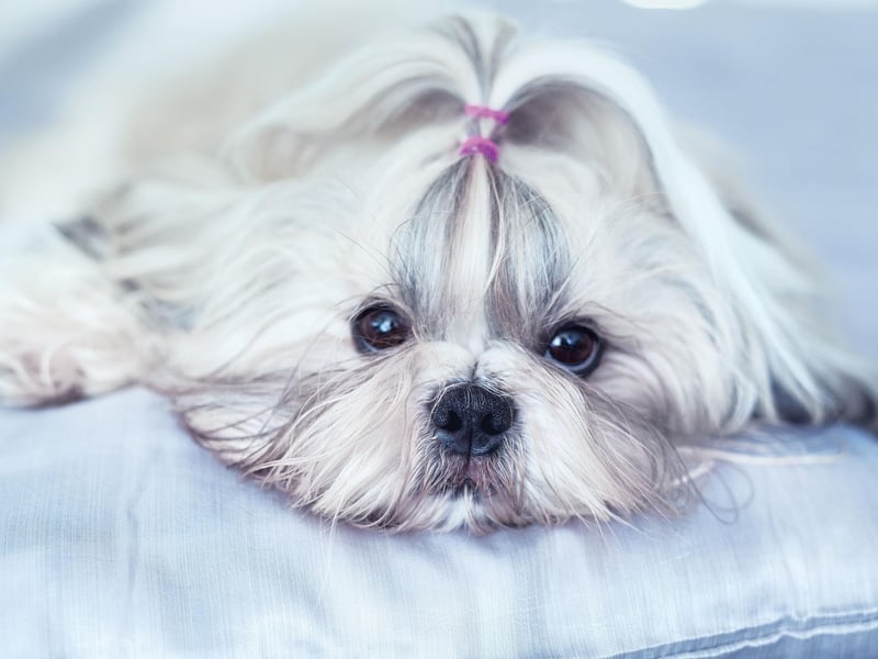 Nobody is entirely sure how the Shih Tzu was created. The most popular theory is that it's the result of a cross between the Pekingese and the Lhasa Apso.