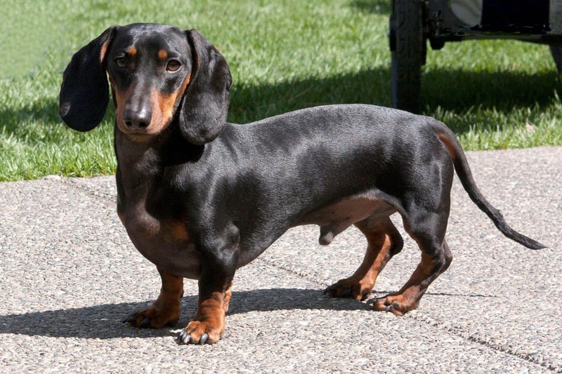 The next most popular Dachshund moniker is Frank. It comes from the Latin name Francis and means 'free one'.