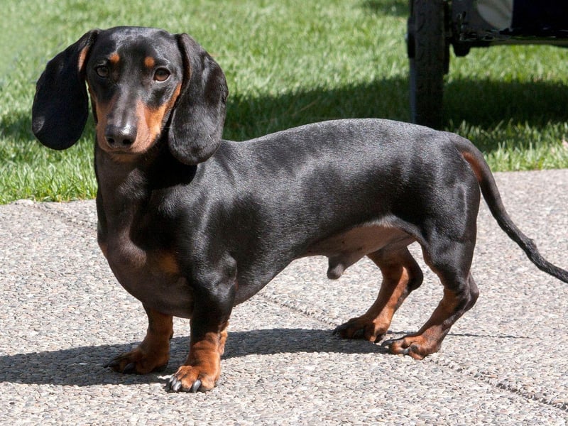 The next most popular Dachshund moniker is Frank. It comes from the Latin name Francis and means 'free one'.