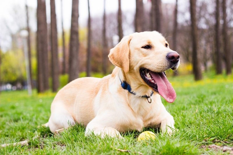 The Labrador Retriever is the most popular dog in the UK and is also the happiest. They are genetically predisposed to be cheery, with food, walks and pats all greeted with blissful joy.