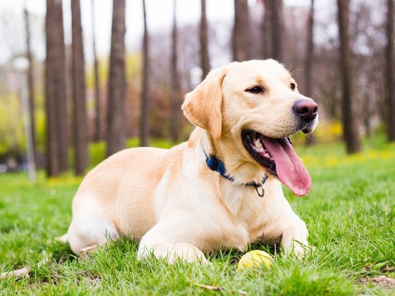The Labrador Retriever is the most popular dog in the UK and is also the happiest. They are genetically predisposed to be cheery, with food, walks and pats all greeted with blissful joy.