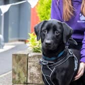 The Scottish SPCA has revealed a 134 per cent increase in calls to its animal helpline to give up unwanted animals.